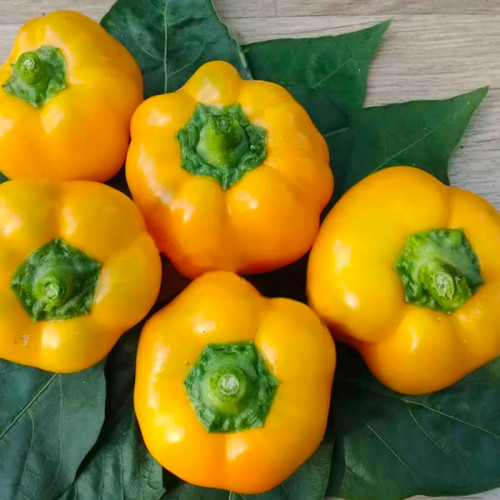 Перец Ратунда желтый весовой (семена) 1 кг - оптом Перец Ратунда желтый весовой (семена) 1 кг - оптом