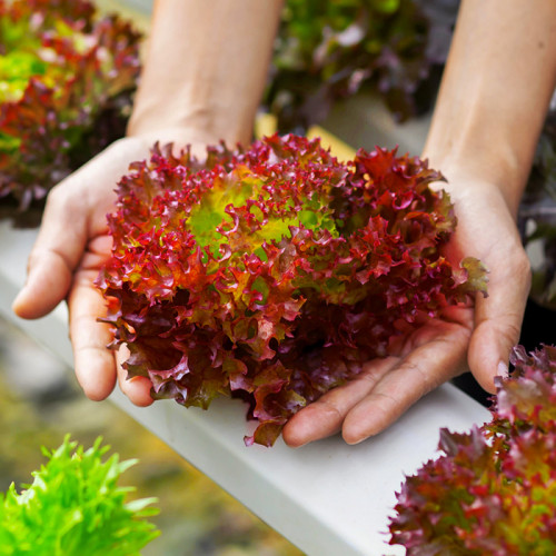 Салат Розовое Кружево весовой (семена) 1 кг - оптом Салат Розовое Кружево весовой (семена) 1 кг - оптом