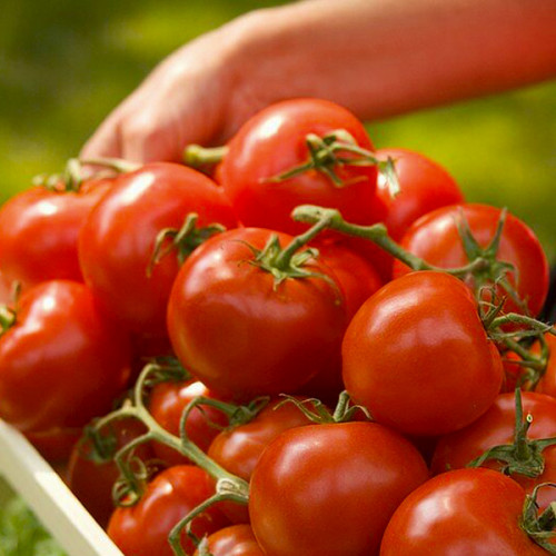 Томат Ляна ваговий (насіння) 1 кг - оптом Томат Ляна ваговий (насіння) 1 кг - оптом