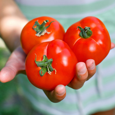 Томат Волгоградський 323 ваговий (насіння) 1 кг