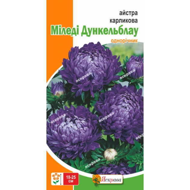 Астра карликовая Миледи Дункельблау 0.3 г