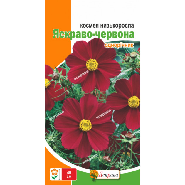 Космея низькоросла Яскраво-червона 0.15 г