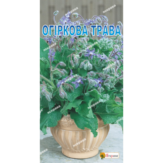 Огіркова трава (бораго) 1 г