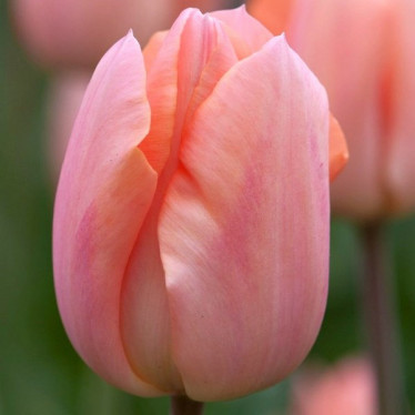 Тюльпан Тріумф Apricot Beauty 10/11