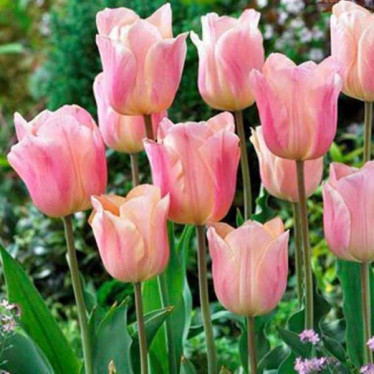 Тюльпан Тріумф Apricot Beauty 10/11