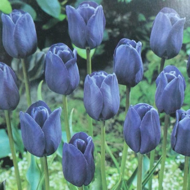 Тюльпан Тріумф Blue Aimable 10/11