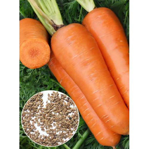 Морква Шантане вагова (насіння) 1 кг