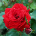 Троянда флорібунда Ніна Вейбул (Nina Weibull) клас А - оптом
