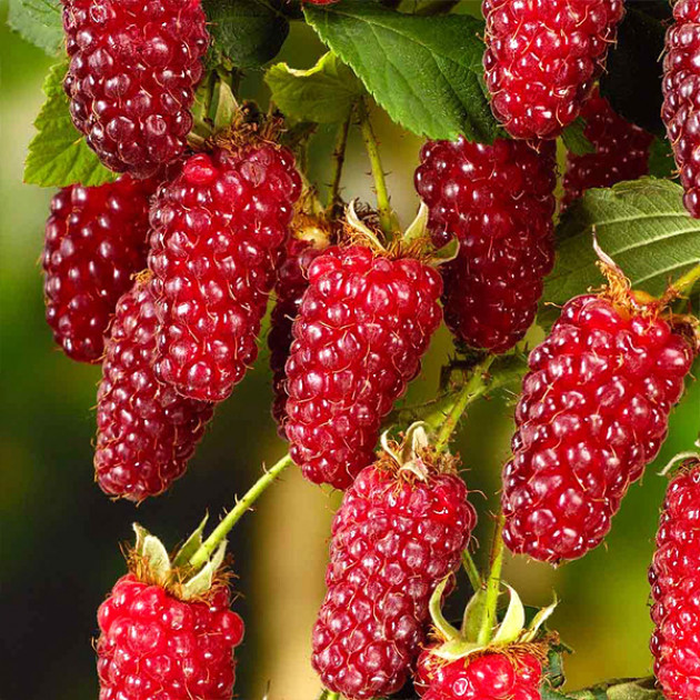 Ежемалина Логанберри (Loganberry)