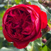 Троянда англійська витка Ред Іден Роуз А клас - оптом