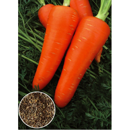 Морква Талісман вагова (насіння) 1 кг