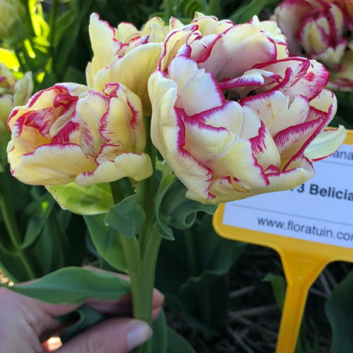 Тюльпан Махровый + Многоцветковый Belicia 12/+