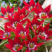 Тюльпан Ботанический Tiny Timo 5/+ - оптом