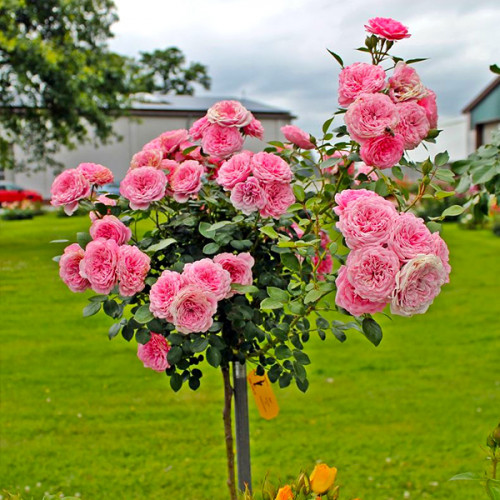 Троянда штамбова Tantau Старлет Роуз Єва (Starlet Rose Eva) 2 прививки