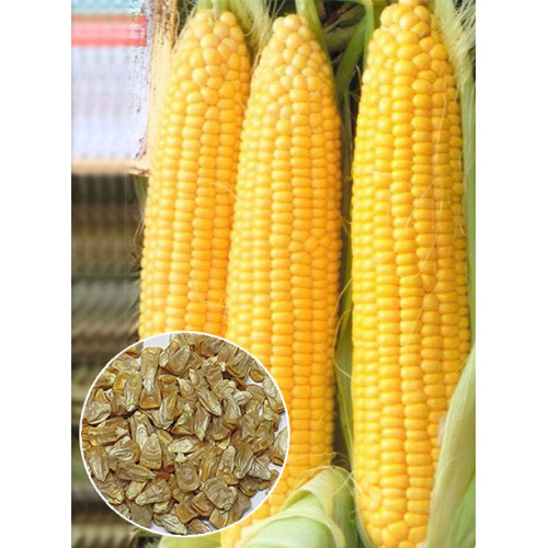 Кукуруза Суперсладкая весовая (семена) 1 кг