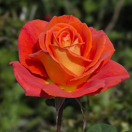 Троянда штамбова Tantau Моніка (Monika) 2 прививки