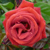 Троянда ч/г Терракотта (Terracotta) клас А - оптом