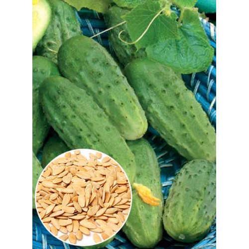 Огірок Тітус f1 ваговий (насіння) 1 кг