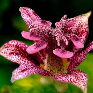 Трициртис (Садовая орхидея)