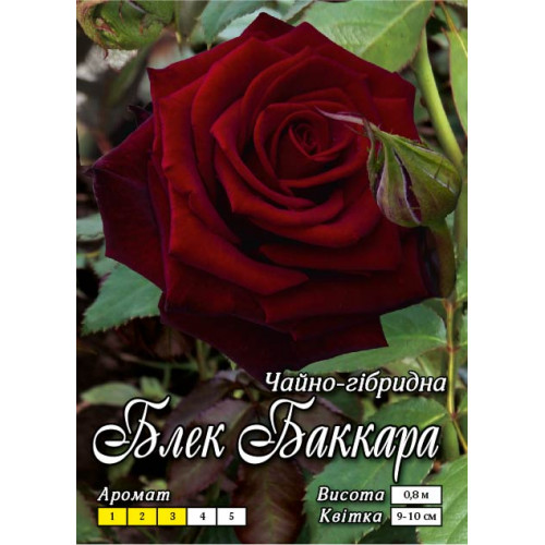 Троянда ч/г Блек Баккара клас А