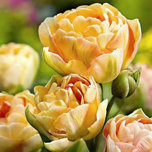Тюльпан Махровый + Многоцветковый Charming Lady 10/11