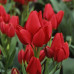 Тюльпан Многоцветковый Silhouette Bouguet 10/11 - оптом