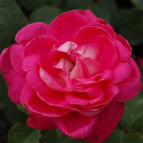 Троянда штамбова Tantau Акапелла (Acapella) 1 прививка