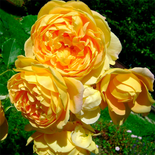 Троянда англійська плетиста Голден Селебрейшн (Golden Celebration) клас А