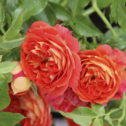 Троянда штамбова Tantau Старлет Роуз Кармен (Starlet Rose Carmen)  2 прививки