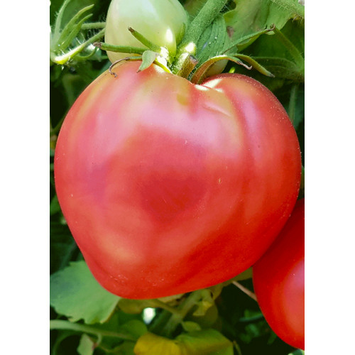 Томат Рожевий Фламінго ваговий (насіння) 1 кг