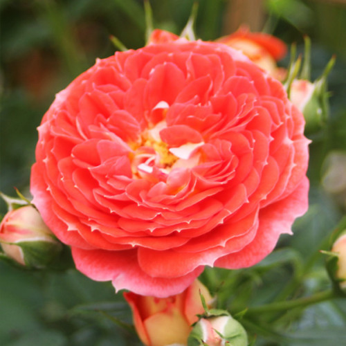 Троянда штамбова Старлет Роуз Кармен 1 прививка