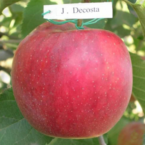 Яблуня Декоста 1 клас
