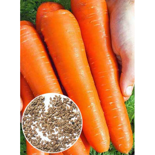 Морква Королева Осені вагова (насіння) 1 кг