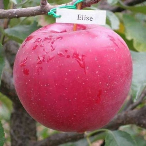Яблуня Еліза 1 клас
