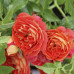 Троянда штамбова Tantau Старлет Роуз Кармен (Starlet Rose Carmen)  2 прививки - оптом