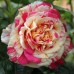 Троянда плетиста Ваніла Фрайз клас АА - оптом