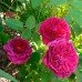 Троянда англійська  Дарсі Бассел (Darcey Bussell) клас А - оптом