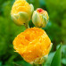 Тюльпан Махровый + Многоцветковый Double Beauty of Apeldoorn 10/11 - оптом