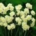 Нарцисс многоцветковый Cherfulness 12/14 (каперс 3 шт) - оптом