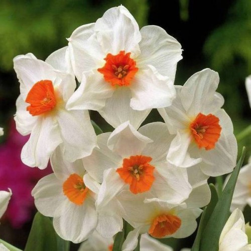 Нарцисс многоцветковый Geranium 12/14 (каперс 3 шт)