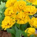 Тюльпан Махровый Yellow Pomponnette 10/11 - оптом