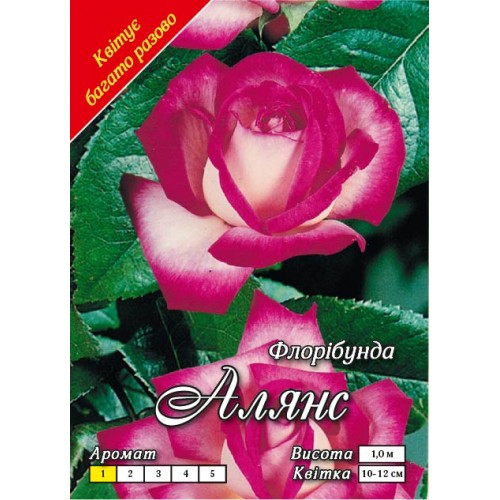 Троянда флорібунда Алянс клас АА