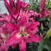 Лилия с гигантским цветком Brusago 12/14 - оптом