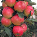 Яблуня колоновидна Патріот 1 клас - оптом