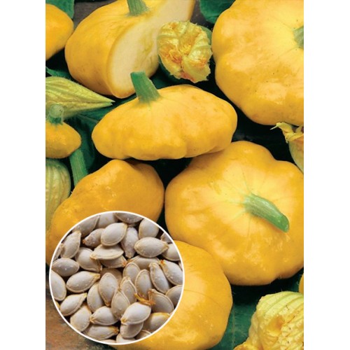 Патиссон Оранжевый весовой (семена) 1 кг