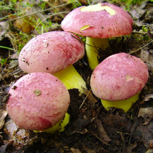 Белый гриб Королевский 50 г (мицелий грибов)