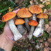 Подосиновик обыкновенный 50 г (мицелий грибов) - оптом