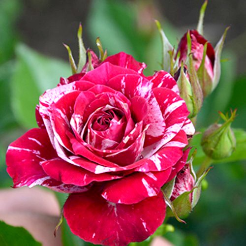 Троянда штамбова Арроу Фоліес 2 прививки