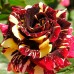 Троянда штамбова Абракадабра  1 прививка - оптом