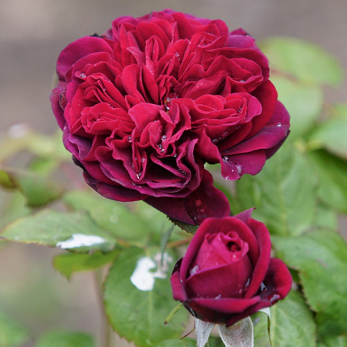 Троянда штамбова Бісантенер де Гійо 1 прививка